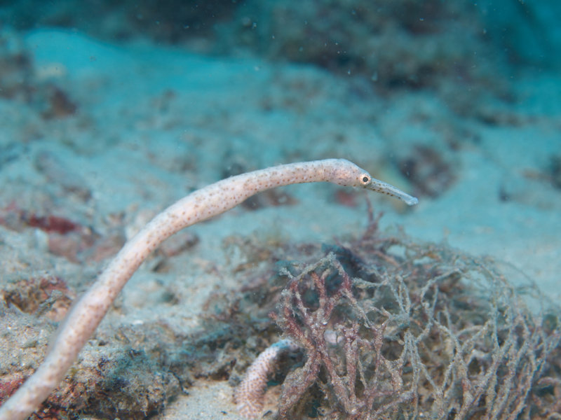 Pipefish